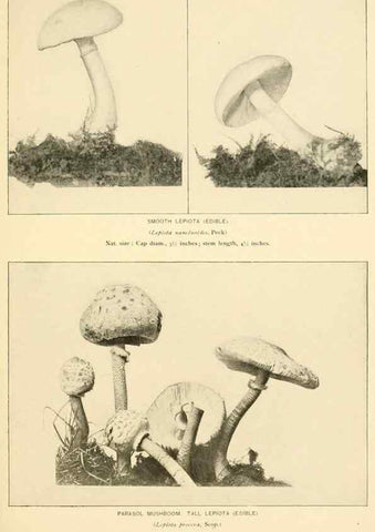 Reproducción/Reproduction 49345300503: The mushroom book.. New York,Doubleday, Page,1901.. 