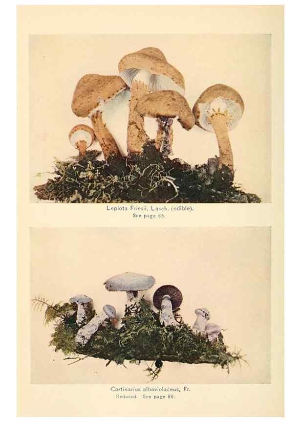 Reproducción/Reproduction 49345300938: The mushroom book.. New York,Doubleday, Page,1901.. 