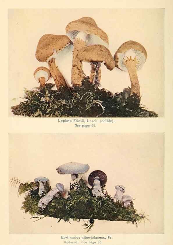 Reproducción/Reproduction 49345300938: The mushroom book.. New York,Doubleday, Page,1901.. 