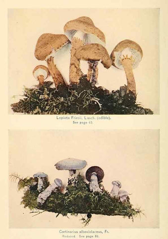 Reproducción/Reproduction 49345300938: The mushroom book.. New York,Doubleday, Page,1901.. 