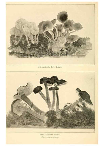 Reproducción/Reproduction 49345301348: The mushroom book.. New York,Doubleday, Page,1901.. 