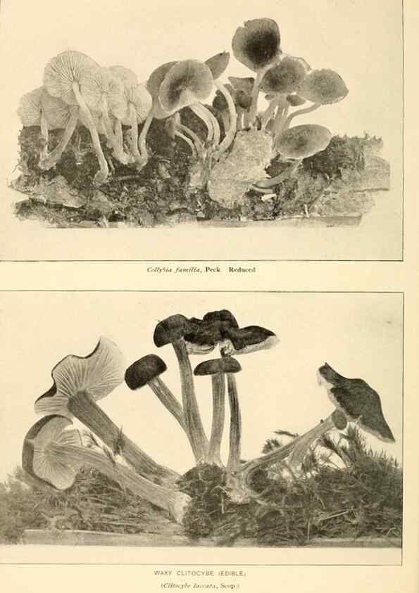 Reproducción/Reproduction 49345301348: The mushroom book.. New York,Doubleday, Page,1901.. 