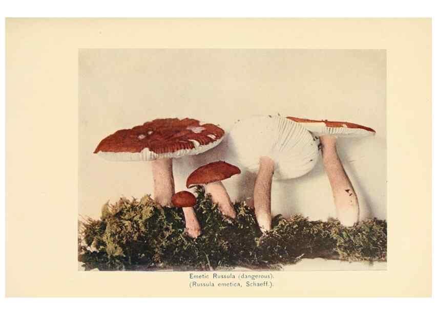 Reproducción/Reproduction 49345301688: The mushroom book.. New York,Doubleday, Page,1901.. 
