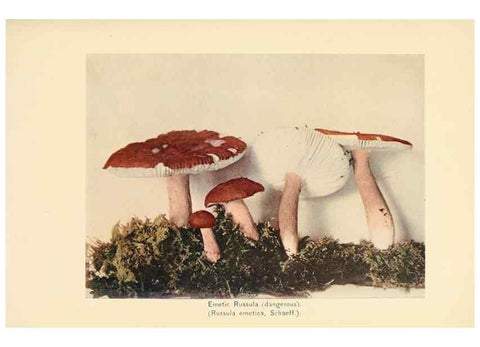 Reproducción/Reproduction 49345301688: The mushroom book.. New York,Doubleday, Page,1901.. 