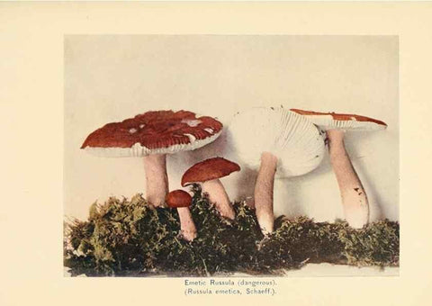 Reproducción/Reproduction 49345301688: The mushroom book.. New York,Doubleday, Page,1901.. 