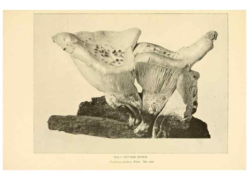 Reproducción/Reproduction 49345759806: The mushroom book.. New York,Doubleday, Page,1901.. 