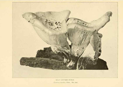 Reproducción/Reproduction 49345759806: The mushroom book.. New York,Doubleday, Page,1901.. 