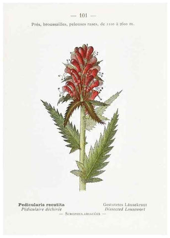 Reproducción/Reproduction 49345086148: Nouvelle flore coloriée de poche des Alpes et des Pyrénées.. Paris,Klincksieck,1906-1912.. 
