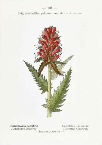 Reproducción/Reproduction 49345086148: Nouvelle flore coloriée de poche des Alpes et des Pyrénées.. Paris,Klincksieck,1906-1912.. 