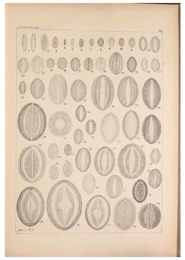 Reproducción/Reproduction 49389404017: Atlas der Diatomaceen-Kunde /. Leipzig :O.R. Reisland,[1874-19.. 