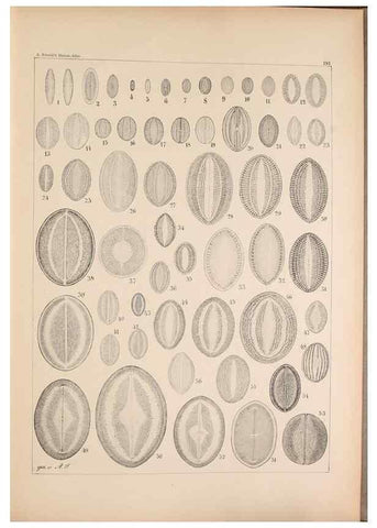 Reproducción/Reproduction 49389404017: Atlas der Diatomaceen-Kunde /. Leipzig :O.R. Reisland,[1874-19.. 
