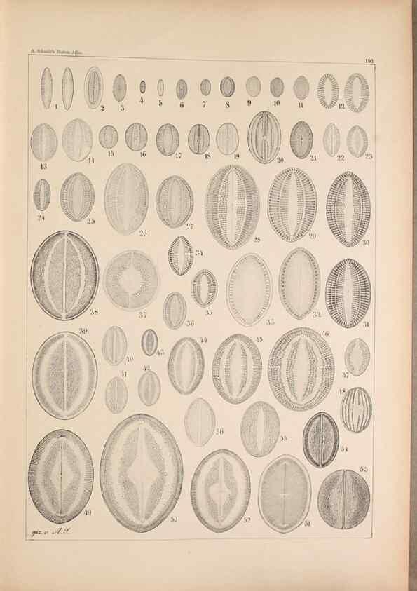 Reproducción/Reproduction 49389404017: Atlas der Diatomaceen-Kunde /. Leipzig :O.R. Reisland,[1874-19.. 