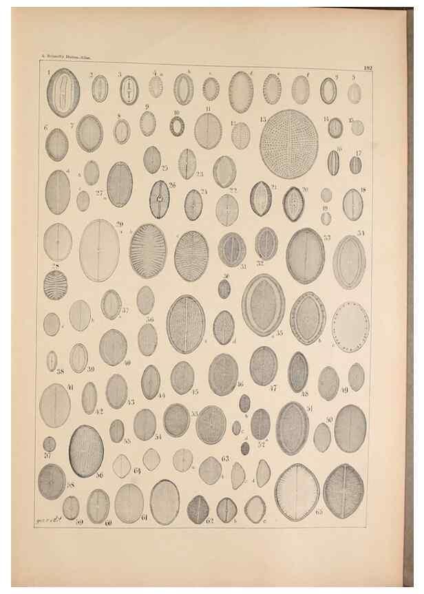 Reproducción/Reproduction 49388732788: Atlas der Diatomaceen-Kunde /. Leipzig :O.R. Reisland,[1874-19.. 