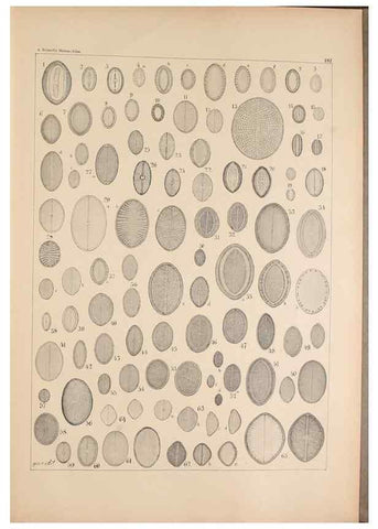 Reproducción/Reproduction 49388732788: Atlas der Diatomaceen-Kunde /. Leipzig :O.R. Reisland,[1874-19.. 