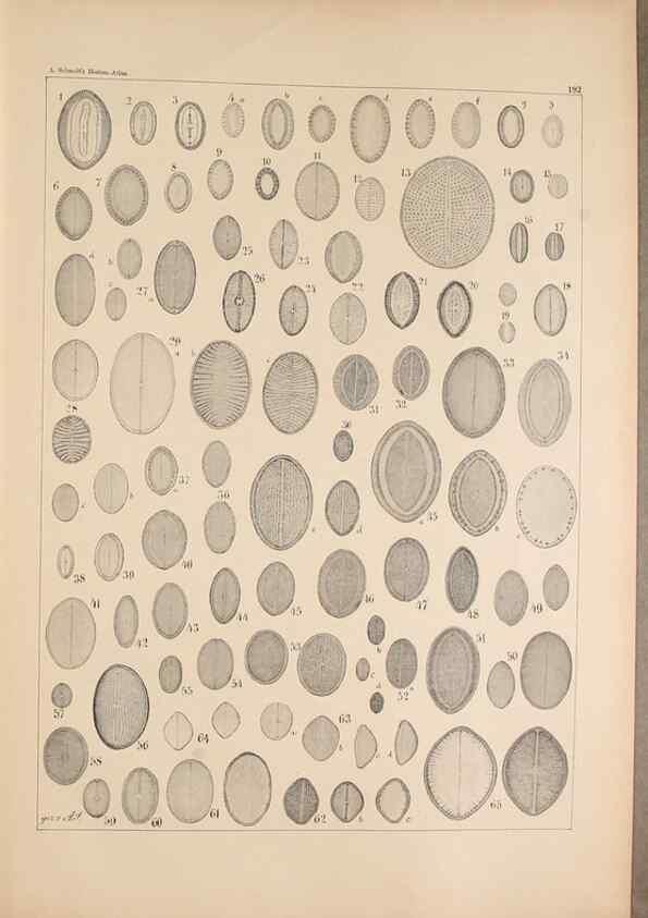 Reproducción/Reproduction 49388732788: Atlas der Diatomaceen-Kunde /. Leipzig :O.R. Reisland,[1874-19.. 