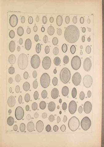 Reproducción/Reproduction 49388732788: Atlas der Diatomaceen-Kunde /. Leipzig :O.R. Reisland,[1874-19.. 