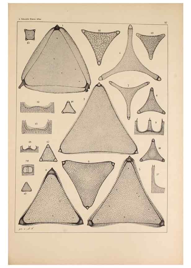 Reproducción/Reproduction 49388857068: Atlas der Diatomaceen-Kunde /. Leipzig :O.R. Reisland,[1874-19.. 