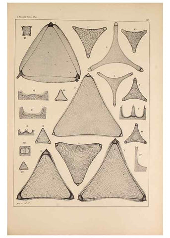 Reproducción/Reproduction 49388857068: Atlas der Diatomaceen-Kunde /. Leipzig :O.R. Reisland,[1874-19.. 