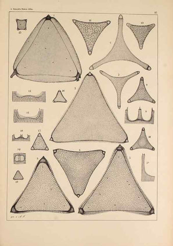 Reproducción/Reproduction 49388857068: Atlas der Diatomaceen-Kunde /. Leipzig :O.R. Reisland,[1874-19.. 