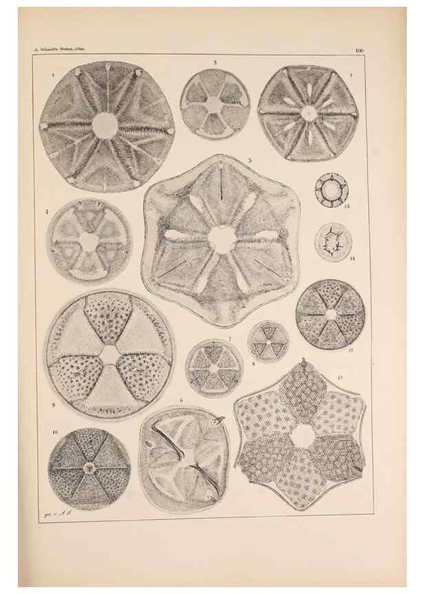 Reproducción/Reproduction 49389330076: Atlas der Diatomaceen-Kunde /. Leipzig :O.R. Reisland,[1874-19.. 
