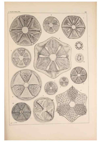 Reproducción/Reproduction 49389330076: Atlas der Diatomaceen-Kunde /. Leipzig :O.R. Reisland,[1874-19.. 