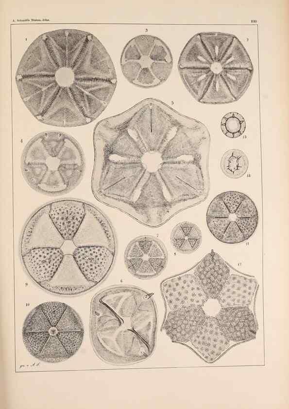 Reproducción/Reproduction 49389330076: Atlas der Diatomaceen-Kunde /. Leipzig :O.R. Reisland,[1874-19.. 