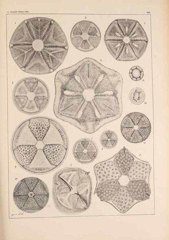 Reproducción/Reproduction 49389330076: Atlas der Diatomaceen-Kunde /. Leipzig :O.R. Reisland,[1874-19.. 