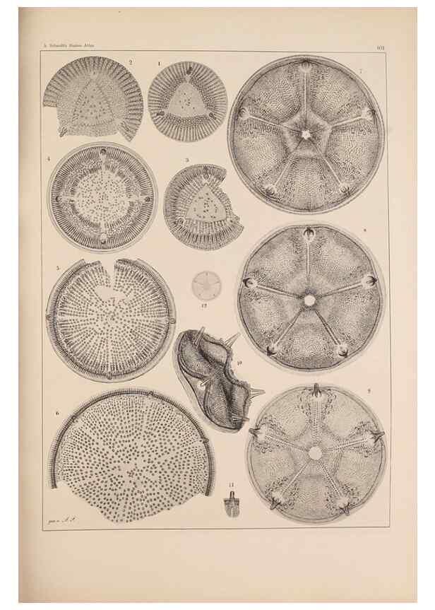 Reproducción/Reproduction 49388858208: Atlas der Diatomaceen-Kunde /. Leipzig :O.R. Reisland,[1874-19.. 