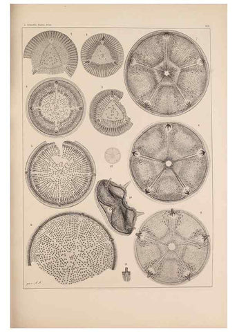 Reproducción/Reproduction 49388858208: Atlas der Diatomaceen-Kunde /. Leipzig :O.R. Reisland,[1874-19.. 