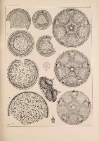 Reproducción/Reproduction 49388858208: Atlas der Diatomaceen-Kunde /. Leipzig :O.R. Reisland,[1874-19.. 