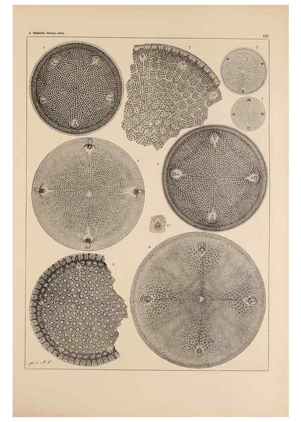 Reproducción/Reproduction 49389529647: Atlas der Diatomaceen-Kunde /. Leipzig :O.R. Reisland,[1874-19.. 