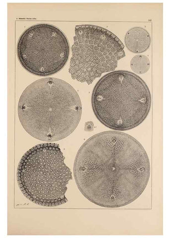 Reproducción/Reproduction 49389529647: Atlas der Diatomaceen-Kunde /. Leipzig :O.R. Reisland,[1874-19.. 