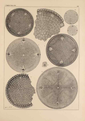 Reproducción/Reproduction 49389529647: Atlas der Diatomaceen-Kunde /. Leipzig :O.R. Reisland,[1874-19.. 