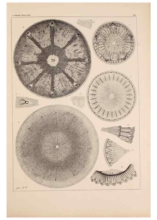 Reproducción/Reproduction 49389529952: Atlas der Diatomaceen-Kunde /. Leipzig :O.R. Reisland,[1874-19.. 