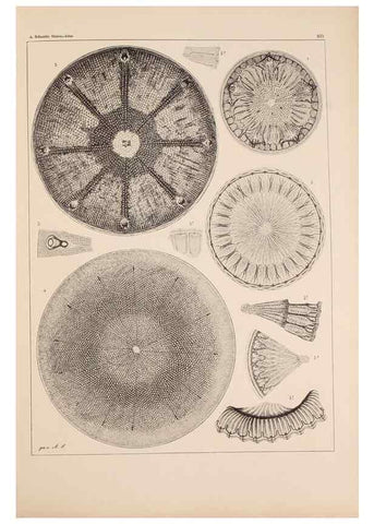 Reproducción/Reproduction 49389529952: Atlas der Diatomaceen-Kunde /. Leipzig :O.R. Reisland,[1874-19.. 