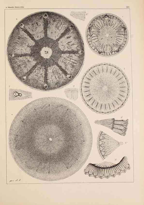 Reproducción/Reproduction 49389529952: Atlas der Diatomaceen-Kunde /. Leipzig :O.R. Reisland,[1874-19.. 