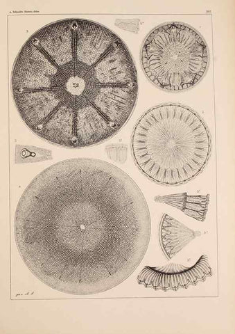 Reproducción/Reproduction 49389529952: Atlas der Diatomaceen-Kunde /. Leipzig :O.R. Reisland,[1874-19.. 