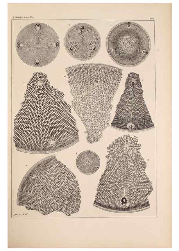 Reproducción/Reproduction 49389331191: Atlas der Diatomaceen-Kunde /. Leipzig :O.R. Reisland,[1874-19.. 