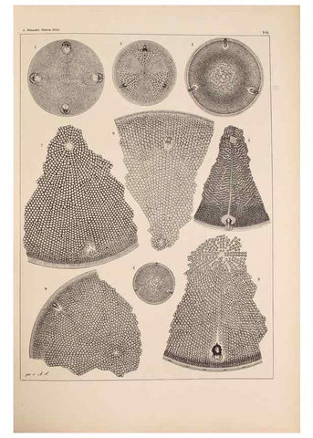 Reproducción/Reproduction 49389331191: Atlas der Diatomaceen-Kunde /. Leipzig :O.R. Reisland,[1874-19.. 