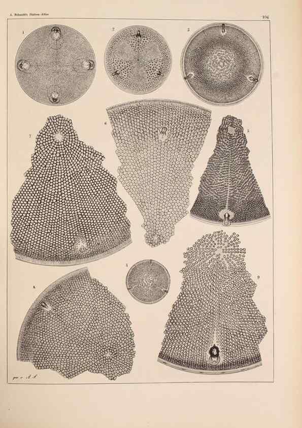 Reproducción/Reproduction 49389331191: Atlas der Diatomaceen-Kunde /. Leipzig :O.R. Reisland,[1874-19.. 