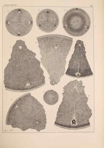 Reproducción/Reproduction 49389331191: Atlas der Diatomaceen-Kunde /. Leipzig :O.R. Reisland,[1874-19.. 
