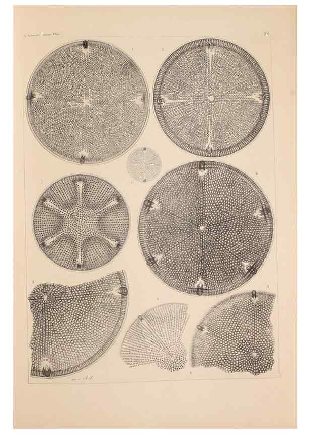 Reproducción/Reproduction 49389331571: Atlas der Diatomaceen-Kunde /. Leipzig :O.R. Reisland,[1874-19.. 