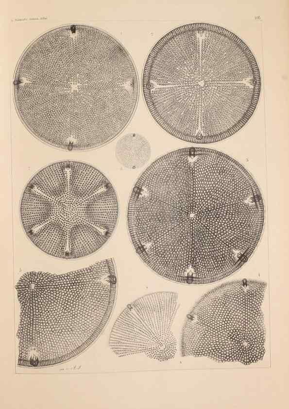 Reproducción/Reproduction 49389331571: Atlas der Diatomaceen-Kunde /. Leipzig :O.R. Reisland,[1874-19.. 