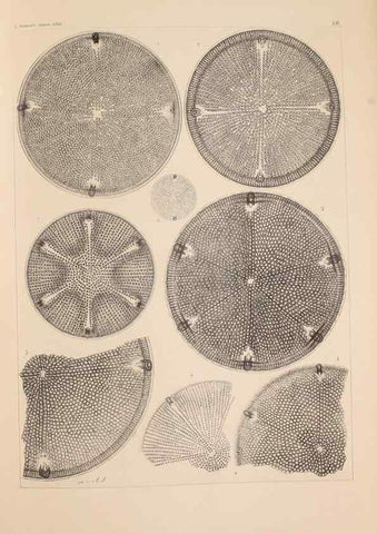 Reproducción/Reproduction 49389331571: Atlas der Diatomaceen-Kunde /. Leipzig :O.R. Reisland,[1874-19.. 