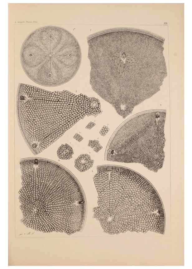 Reproducción/Reproduction 49389530927: Atlas der Diatomaceen-Kunde /. Leipzig :O.R. Reisland,[1874-19.. 
