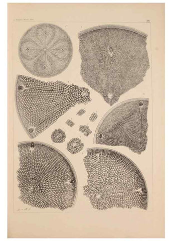 Reproducción/Reproduction 49389530927: Atlas der Diatomaceen-Kunde /. Leipzig :O.R. Reisland,[1874-19.. 