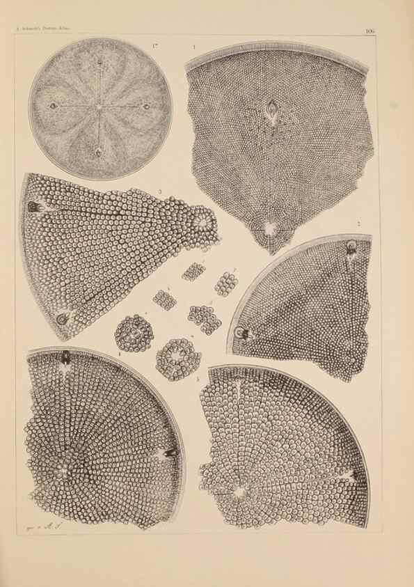 Reproducción/Reproduction 49389530927: Atlas der Diatomaceen-Kunde /. Leipzig :O.R. Reisland,[1874-19.. 