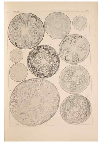 Reproducción/Reproduction 49389332541: Atlas der Diatomaceen-Kunde /. Leipzig :O.R. Reisland,[1874-19.. 