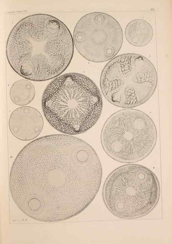 Reproducción/Reproduction 49389332541: Atlas der Diatomaceen-Kunde /. Leipzig :O.R. Reisland,[1874-19.. 