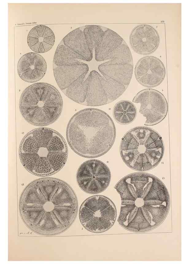 Reproducción/Reproduction 49389332836: Atlas der Diatomaceen-Kunde /. Leipzig :O.R. Reisland,[1874-19.. 